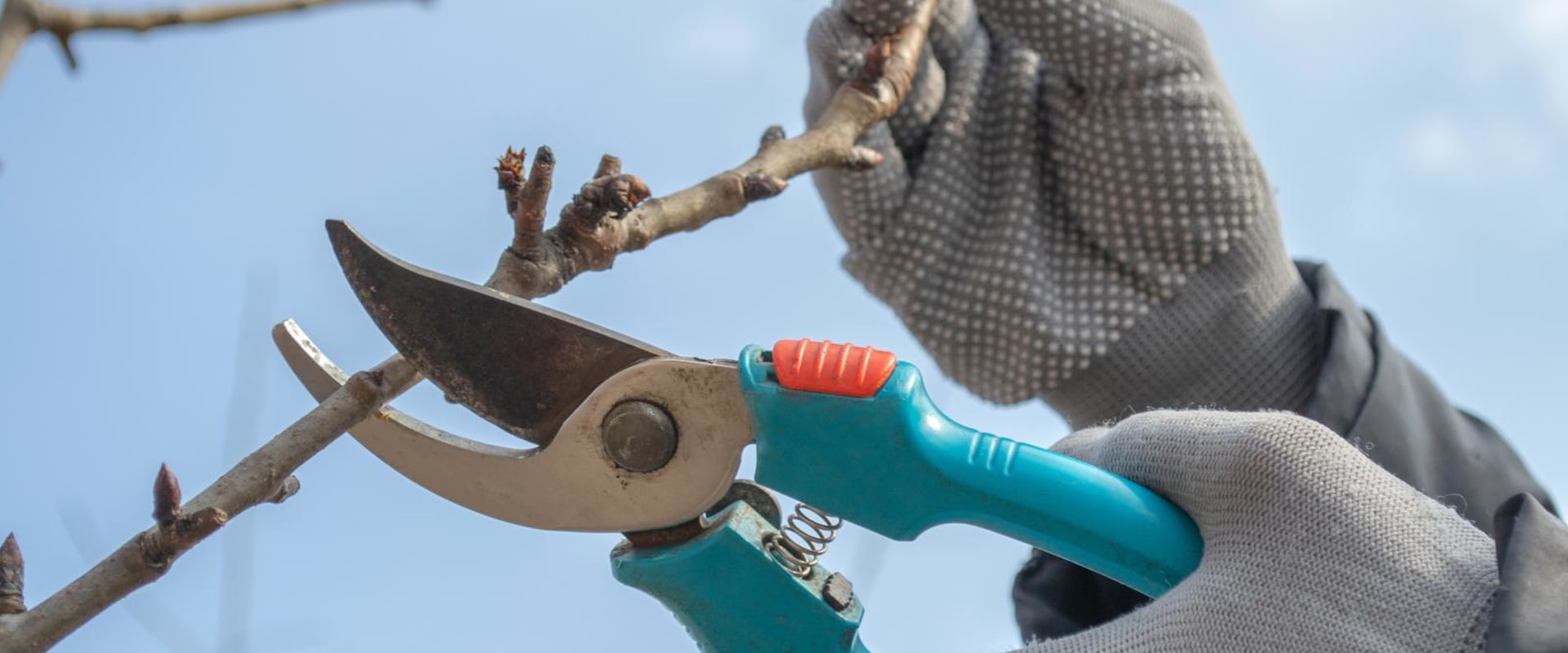 The Importance Of Tree Pruning and Shaping When Hardscaping