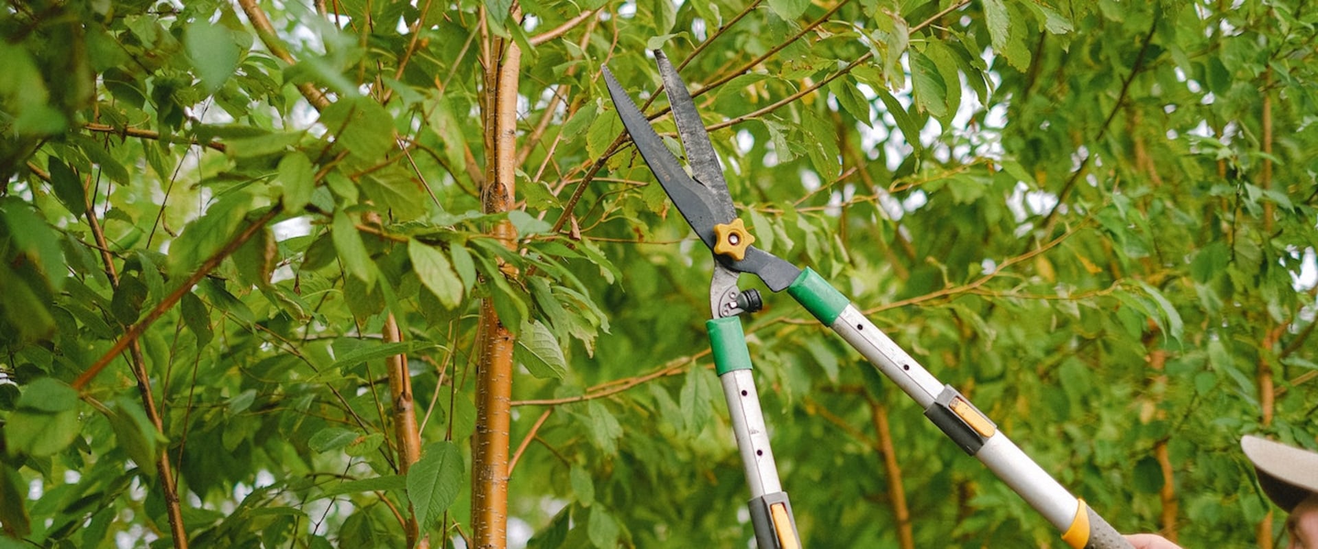 Scottsdale's Tree Trimming And Hardscaping: Enhancing Your Property's Value And Beauty