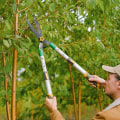 Enhancing Your Outdoor Space: Tree Service And Hardscaping Ideas For Groveland Residents