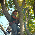Enhance Your Hardscaping with Expert Tree Services in West Virginia