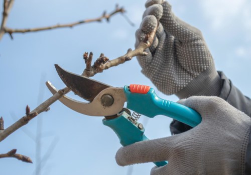 The Importance Of Tree Pruning and Shaping When Hardscaping