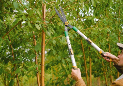 Scottsdale's Tree Trimming And Hardscaping: Enhancing Your Property's Value And Beauty